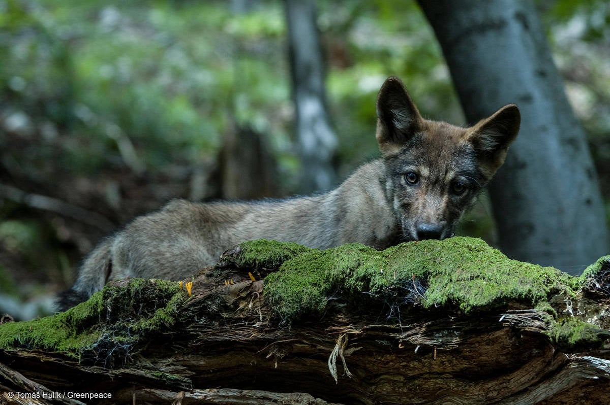 GP0STPF5E_Medium res with credit line (1200px)